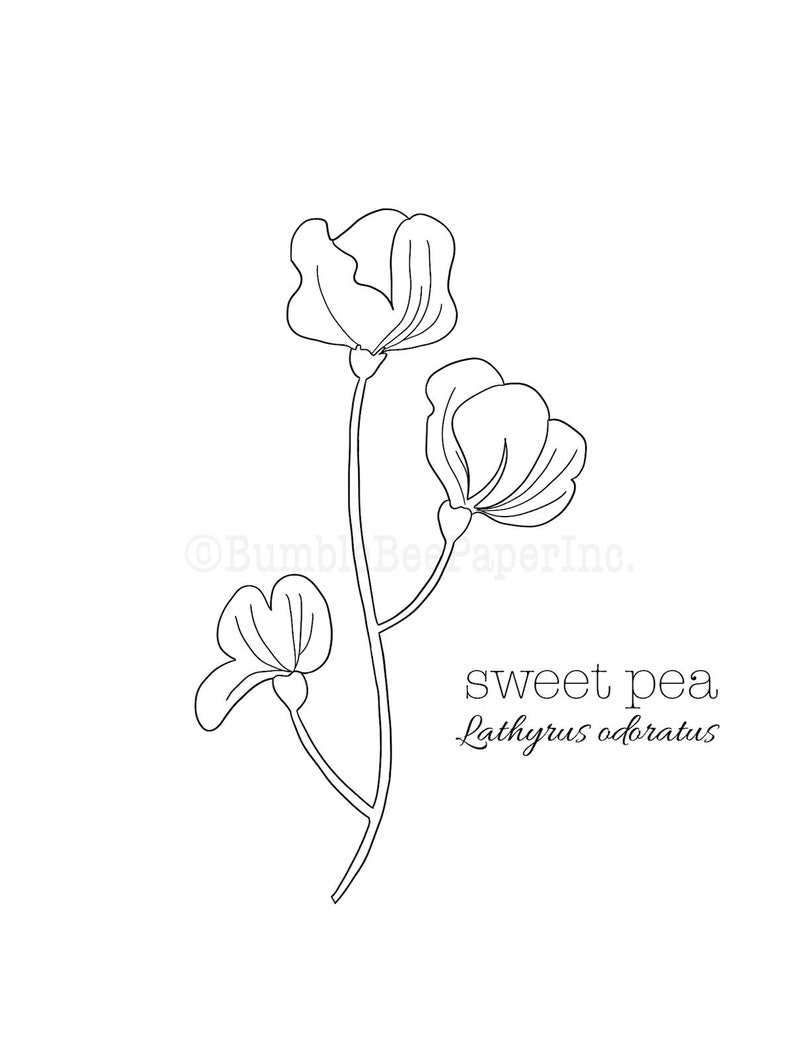 May include: Line drawing of a sweet pea flower with three blooms. The text "sweet pea Lathyrus odoratus" is below the flower.