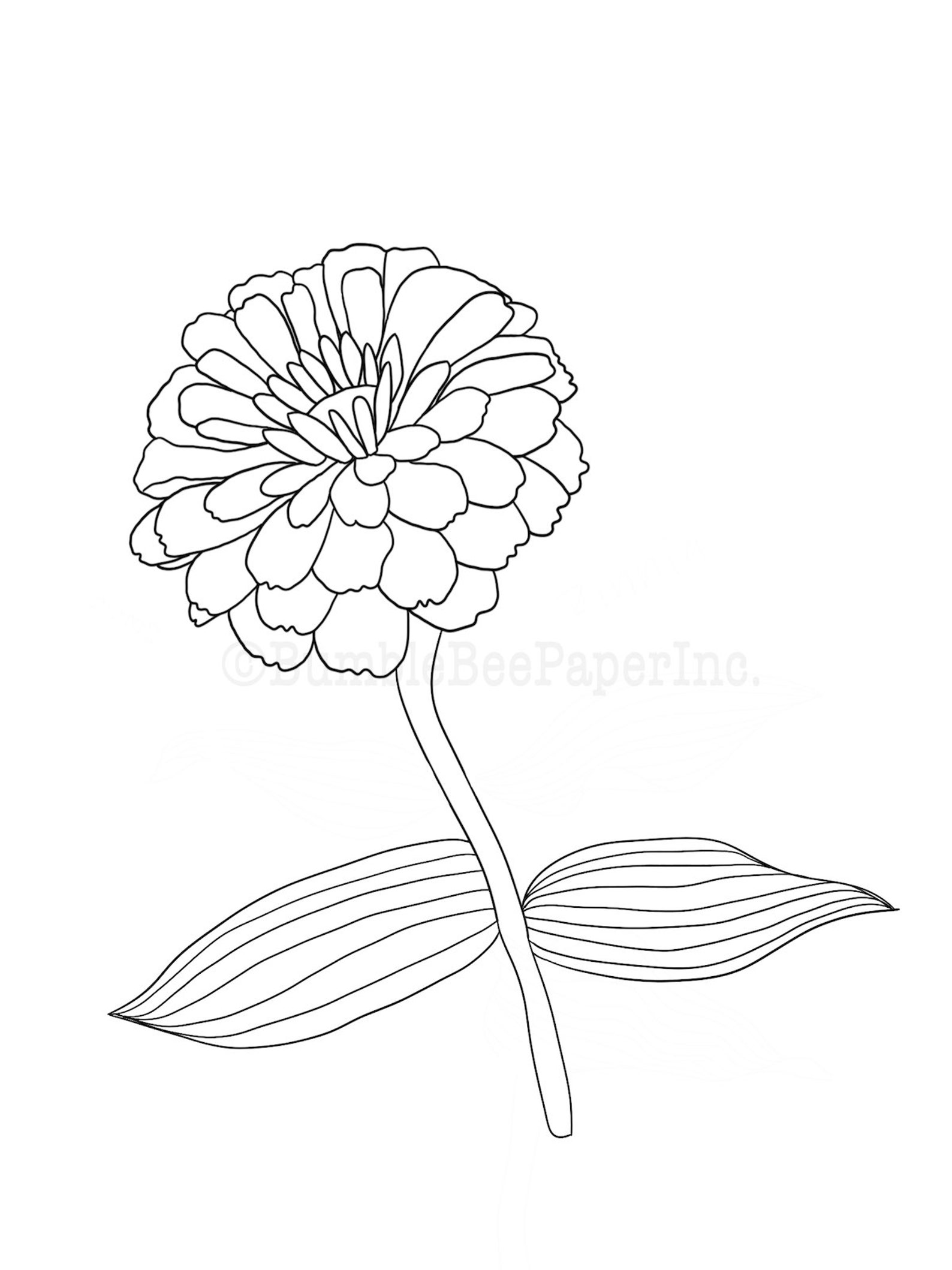 Zinnia Zinnia elegans Flower Coloring Page/Wall Art Etsy España