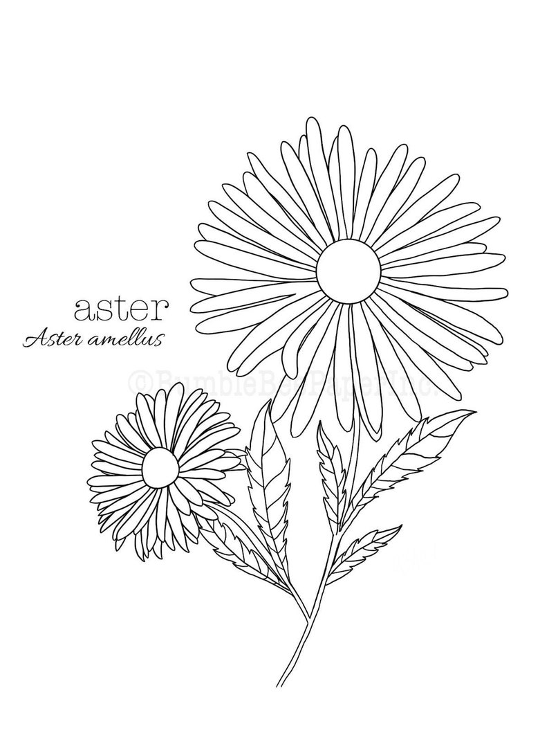 Aster Aster amellus Flower Coloring Page/Wall Art image 1