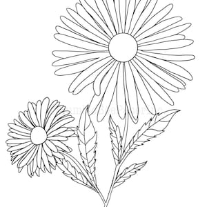 Aster Aster amellus Flower Coloring Page/Wall Art image 4