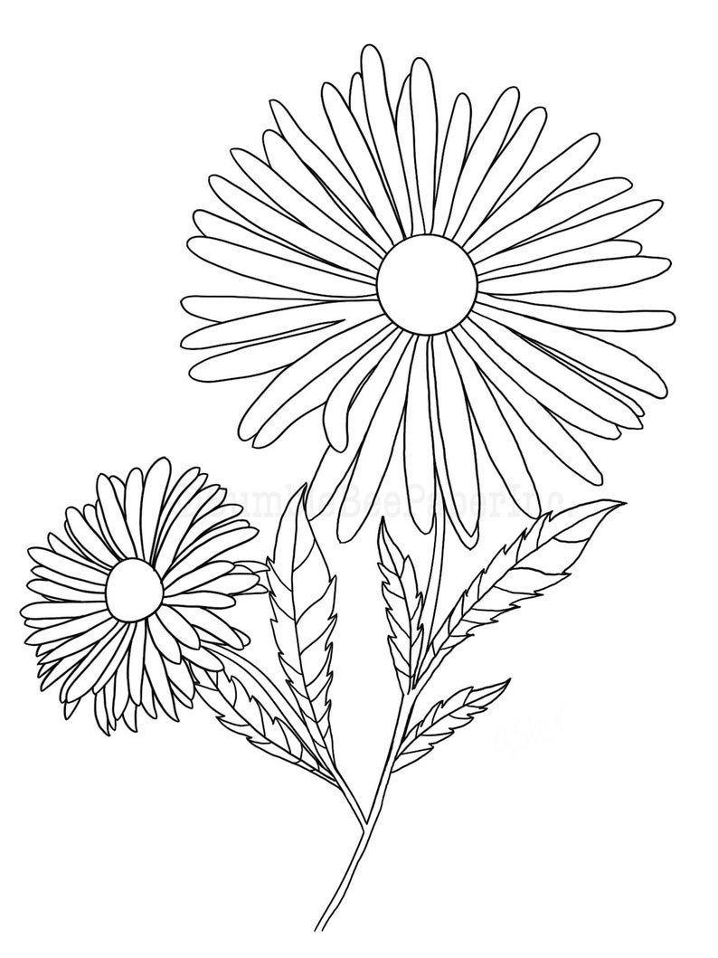 Aster Aster amellus Flower Coloring Page/Wall Art image 4