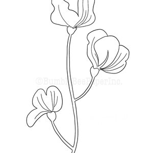 Sweet Pea Lathyrus odoratus Flower Coloring Page/Wall Art image 4