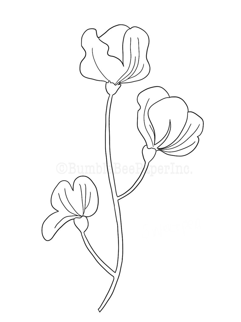 Sweet Pea Lathyrus odoratus Flower Coloring Page/Wall Art | Etsy