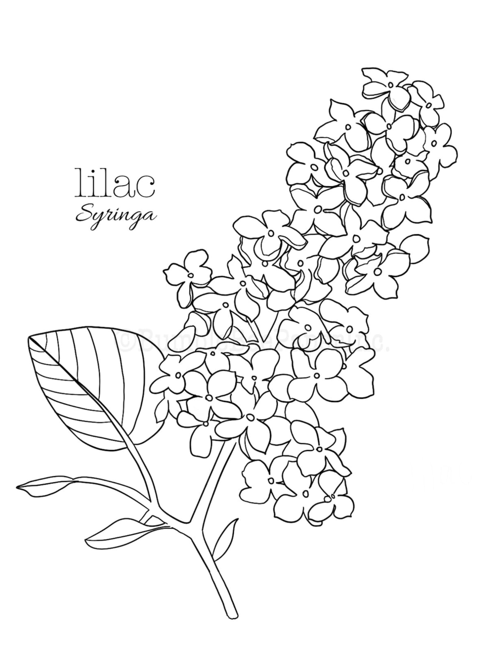 Lilac (syringa) Flower Coloring Page/wall Art Etsy