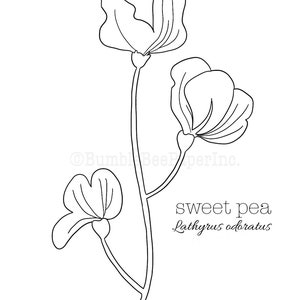Sweet Pea Lathyrus odoratus Flower Coloring Page/Wall Art image 2