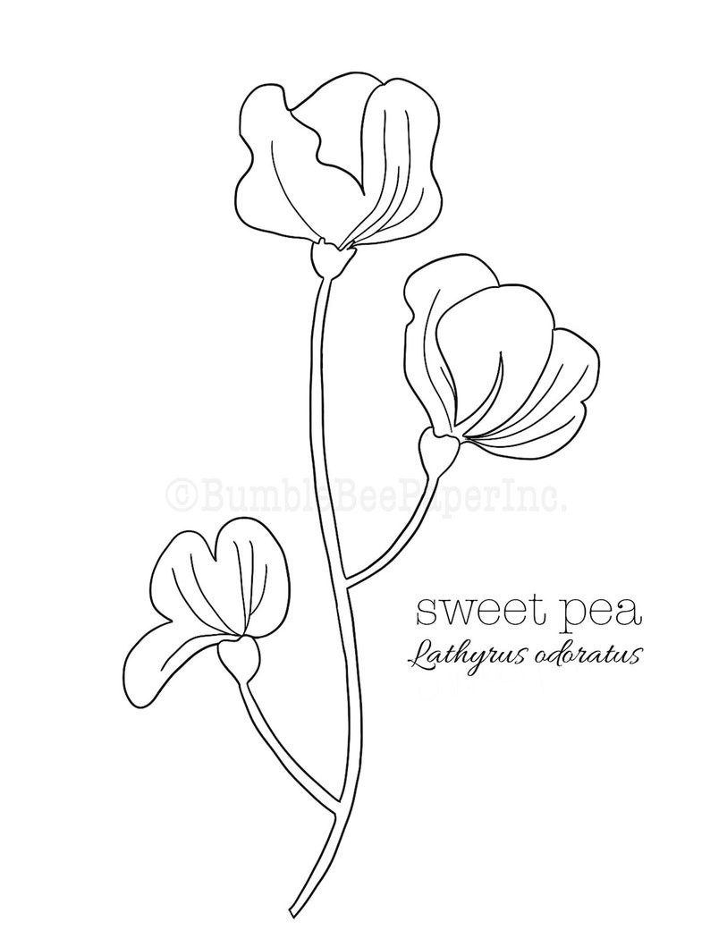 Sweet Pea Lathyrus odoratus Flower Coloring Page/Wall Art image 2