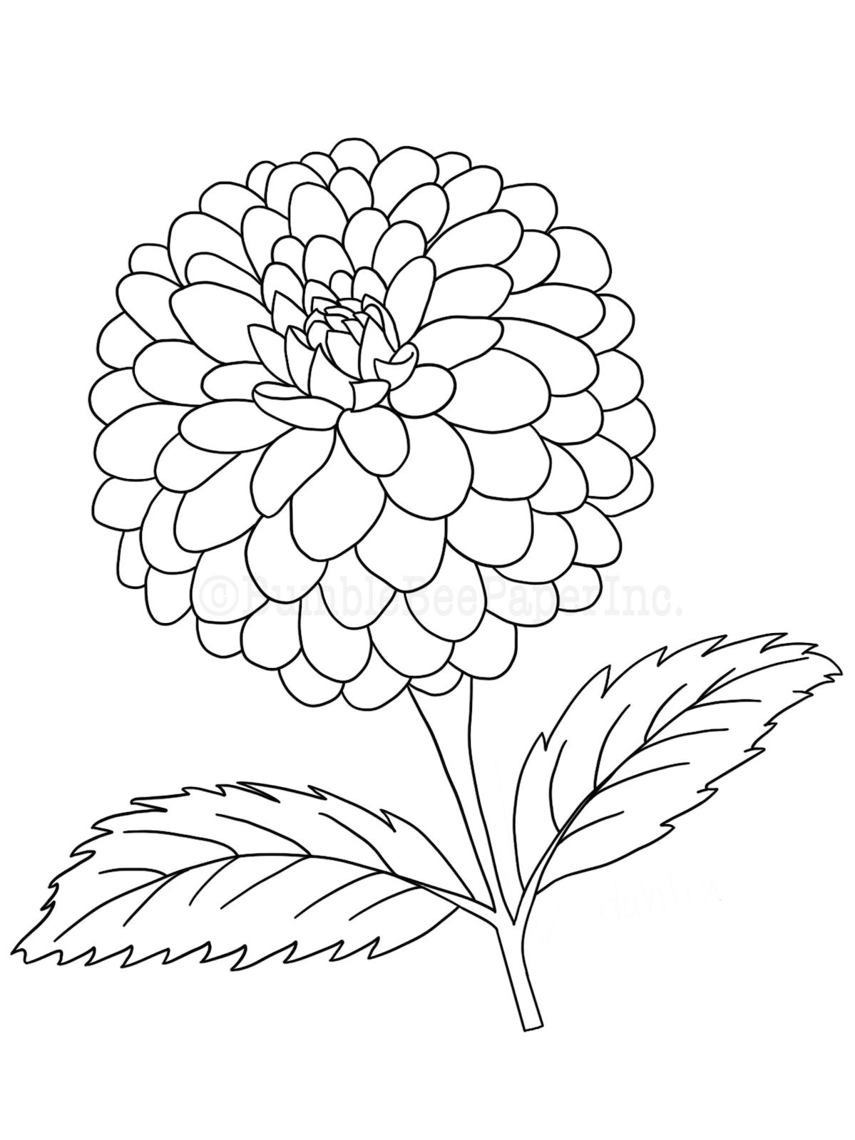 Dahlia dahlia Pinnata Coloring Page/wall Art - Etsy
