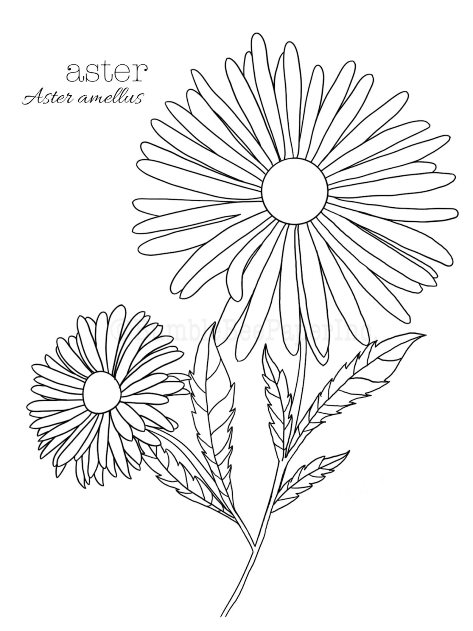 Aster Aster amellus Flower Coloring Page/Wall Art | Etsy