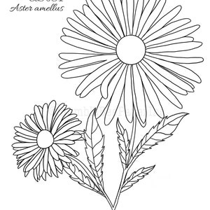 Aster Aster amellus Flower Coloring Page/Wall Art image 2