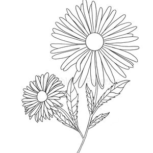 Aster Aster amellus Flower Coloring Page/Wall Art image 3