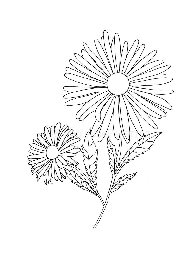 Aster Aster amellus Flower Coloring Page/Wall Art image 3