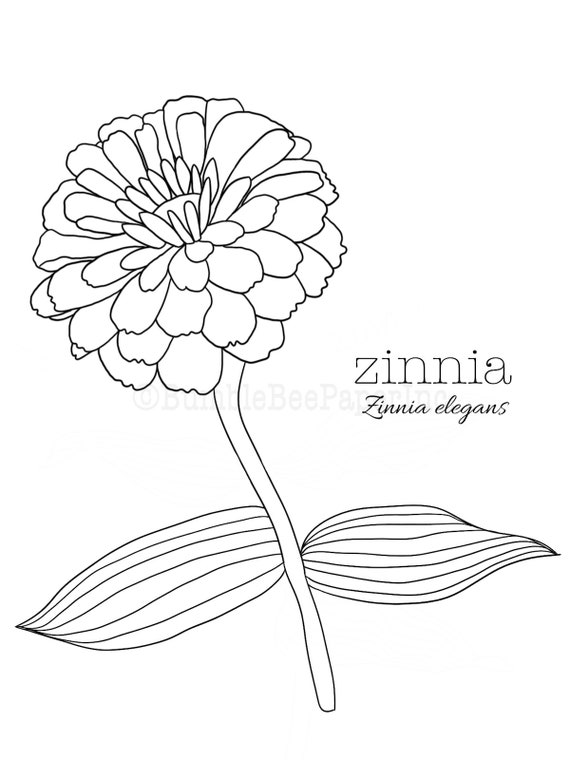 Zinnia Line Drawing