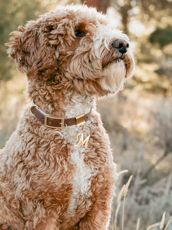 Dog collar charms clearance letters