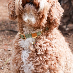 May include: A light brown and white curly-haired dog wearing a light green and gold collar with a colorful heart-shaped tag.