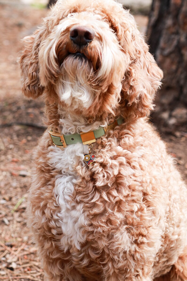 May include: A light brown and white curly-haired dog wearing a light green and gold collar with a colorful heart-shaped tag.
