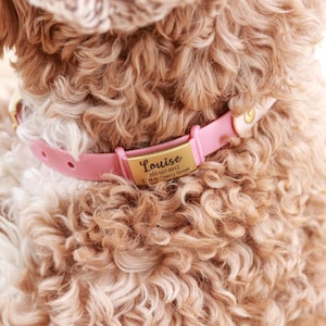 May include: A close-up of a dog wearing a pink collar with a gold nameplate. The nameplate reads "Louise" with a phone number and address. The dog's fur is a mix of light brown and white.