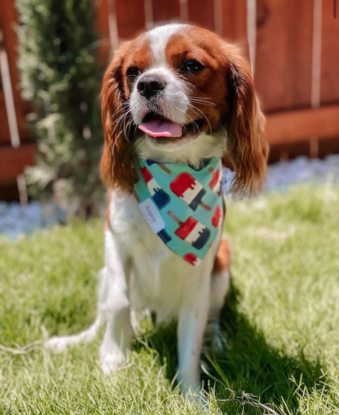 Hunde Bandana Beere Swirl 4. Juli Popsicle Bandana Etsy