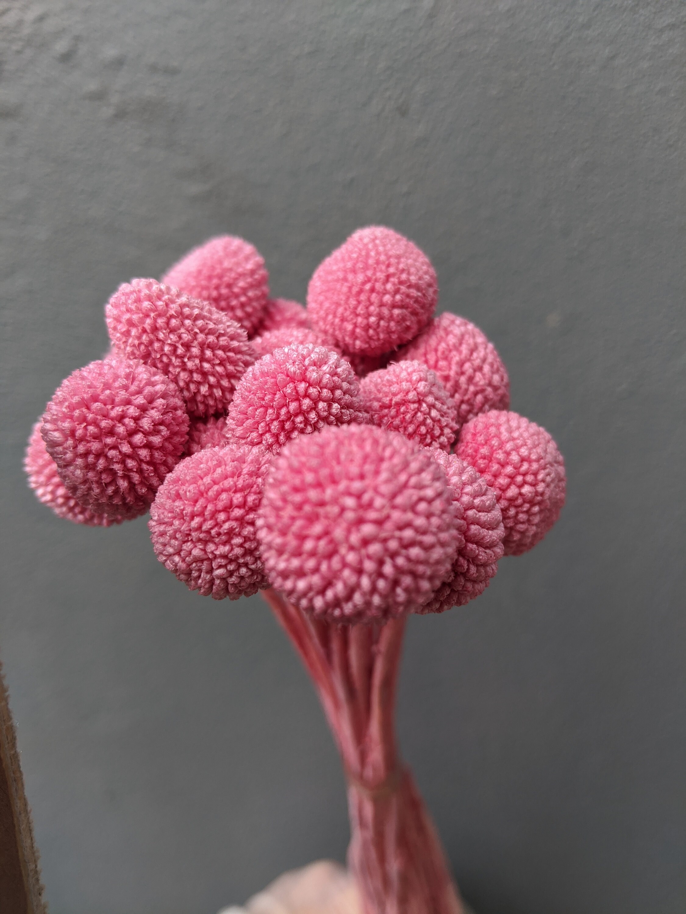 Preserved Billy buttons MORE COLOURS AVAILABLE Etsy