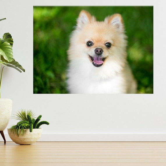 Buy Pomeranian Puppy Dog Pet Animals 3d View Wall Sticker Poster Online in India - Etsy Buy Pomeranian Puppy Dog Pet Animals 3d View Wall Sticker Poster Online in India - Etsy