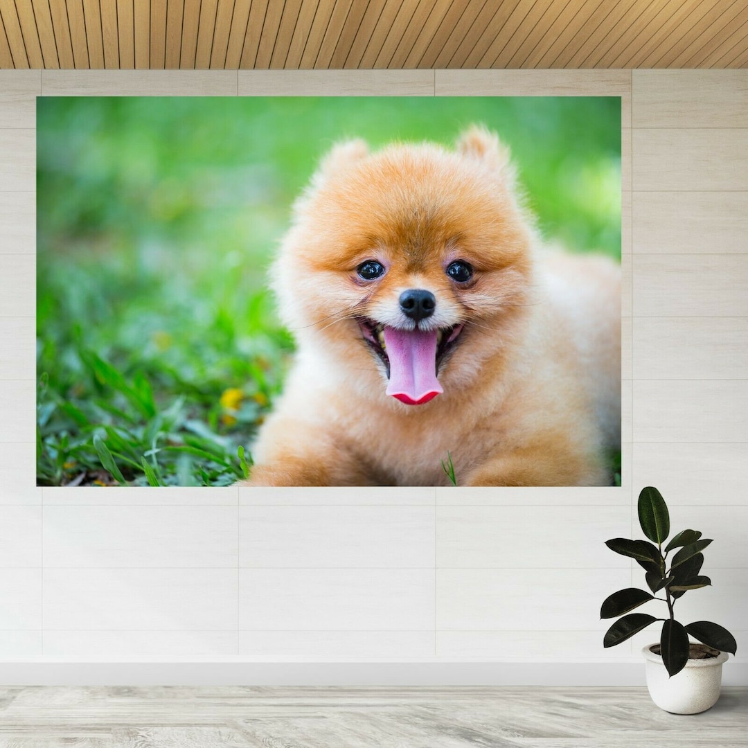 Baby doll face pomeranian sale