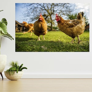 Chicken On A Poultry Farm 3d View Wall Sticker Poster Decal A724