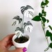 Mini Paper Variegated Monstera Albo (Artificial Plant) 