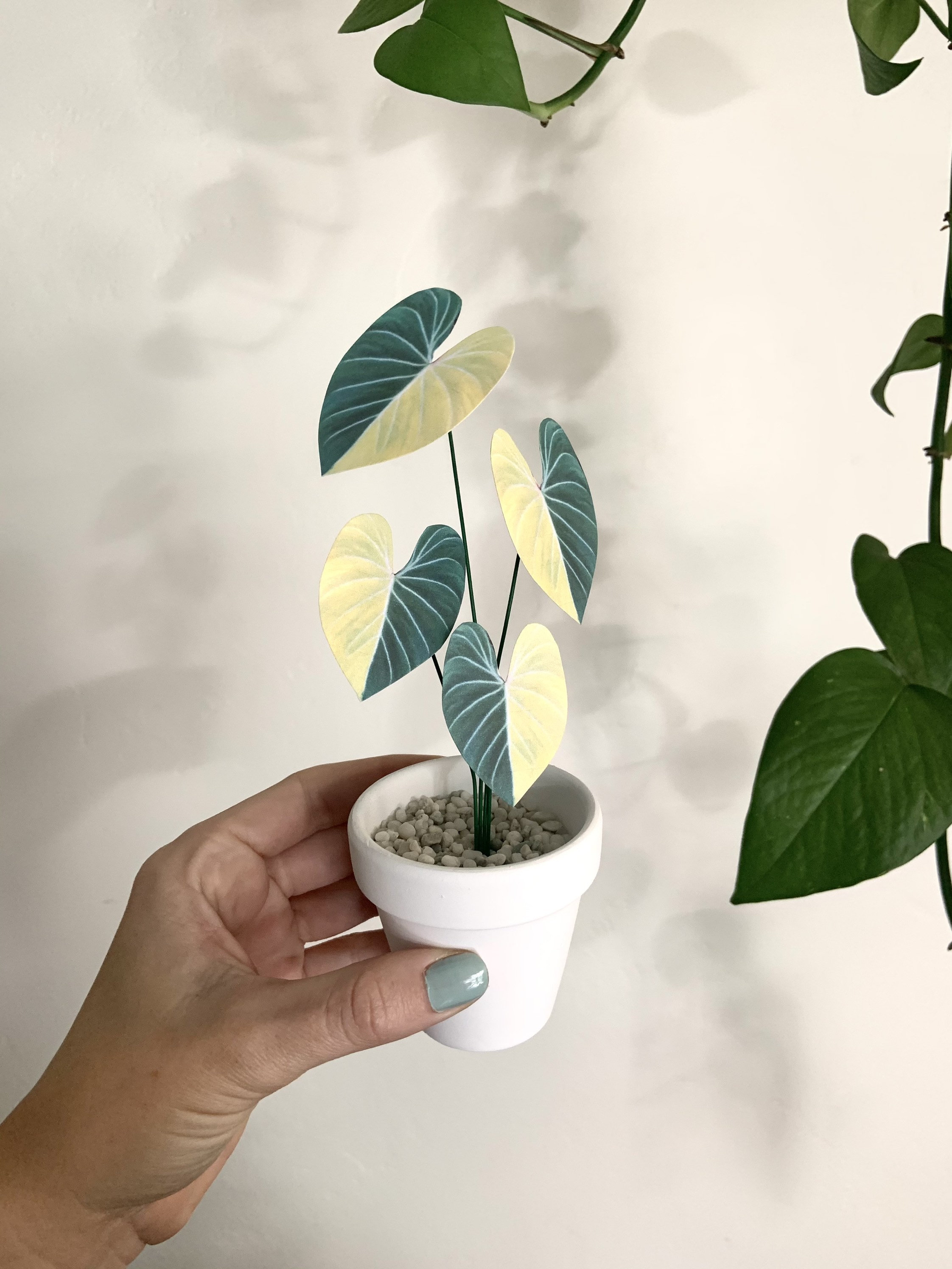 Mini Paper Plant Variegated Philodendron Gloriosum Etsy Singapore
