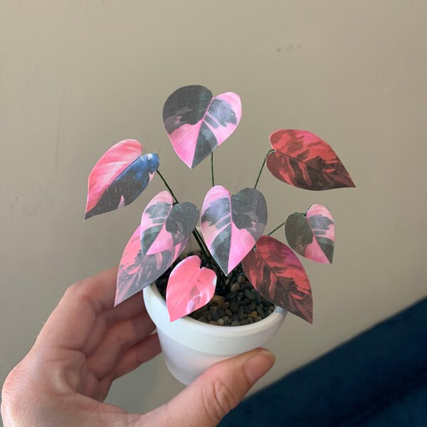 Pink Princess Philodendron Etsy