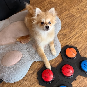 May include: A small, fluffy, tan and white dog with one blue eye and one brown eye rests on a gray paw-shaped bed. The dog's paw is touching a black communication board with buttons labeled "Play", "Potty", "Outside", and "Hungry".