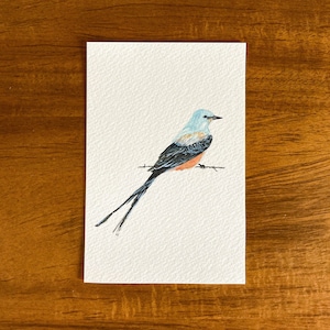 Scherenschwanz Postkarte - Set aus 4 Postkarten - Scherenschnäpper - Oklahoma State Bird Postkarte