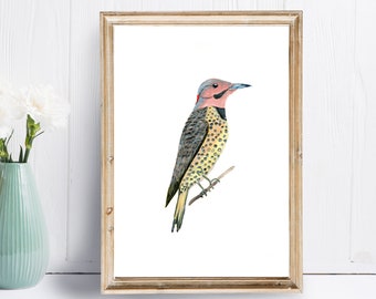 Licensed Novelty Cotton Fabric QTR Fabric The Yellowhammer State Alabama Joann Limited Edition State Pride Collection