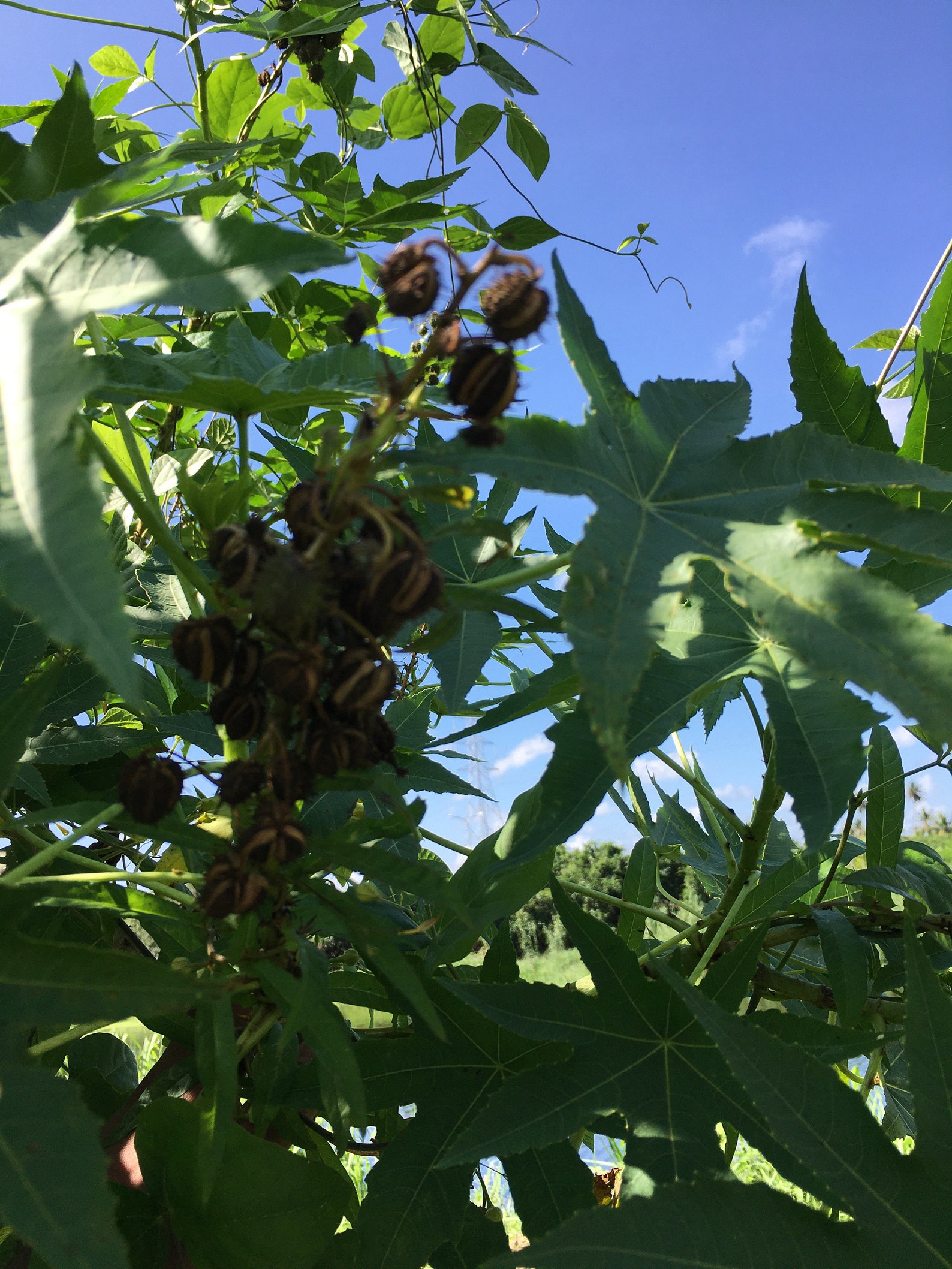 Castor Beans Ricinus Communis Castor Oil Plant Seeds Etsy
