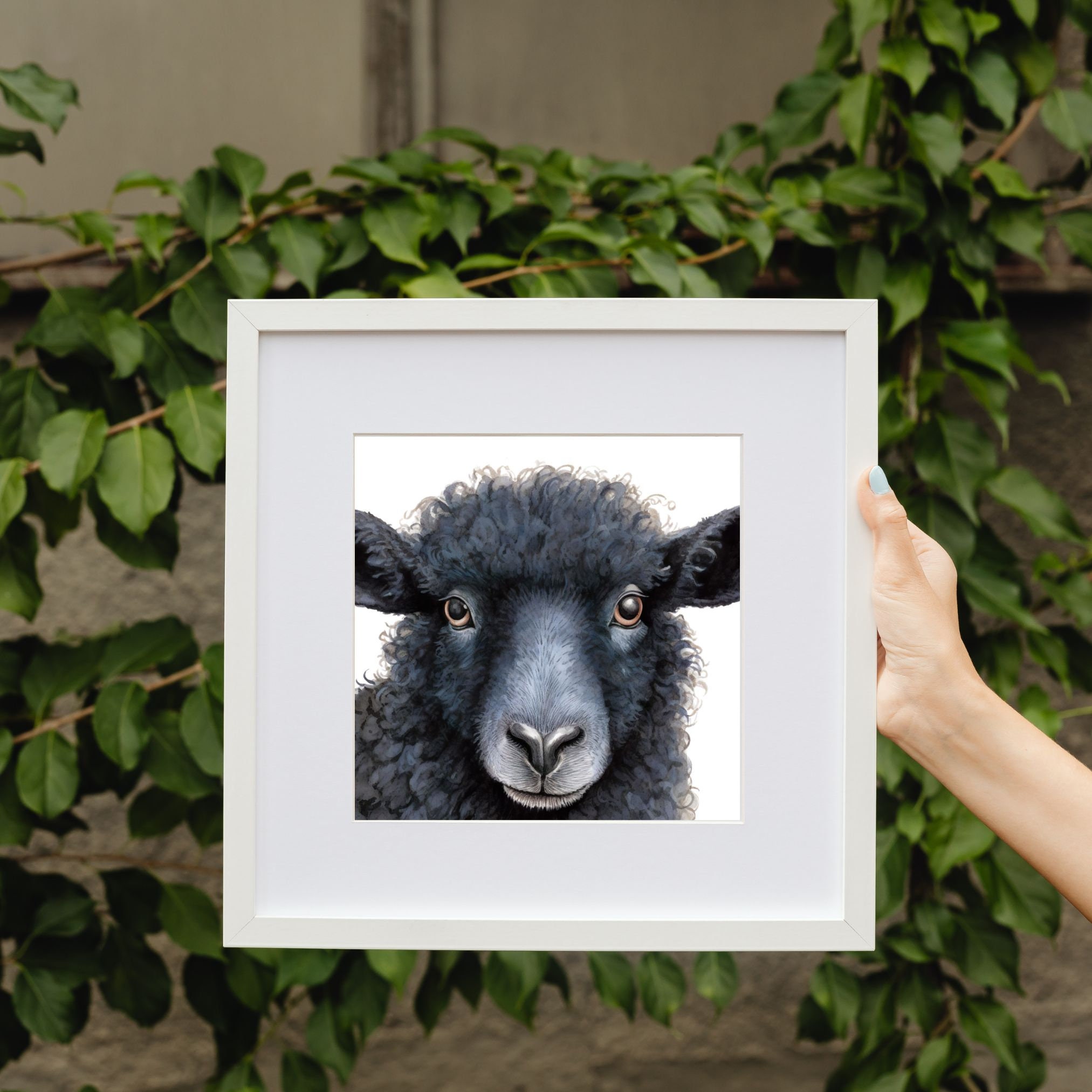Black Sheep Close up Wall Art Full Color Black and White Etsy