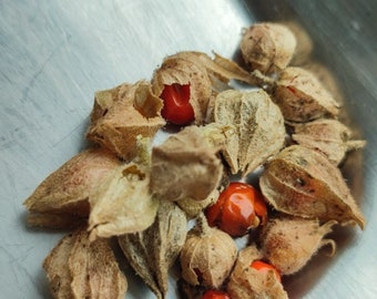 Sementes de Ashwagandha - Erva Ayurvédica, Alívio do Estresse - 18 Sementes