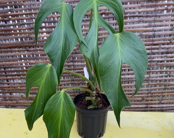 Monstera Burle Marx Flame - Rare Tropical Houseplant - 1 gal pot - FREE 3 day SHIPPING