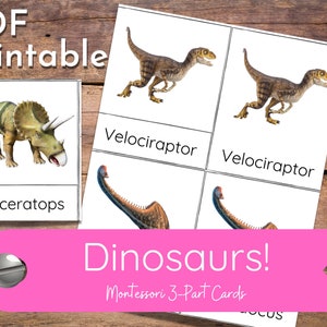 Carte Montessori in 3 parti sui dinosauri / Download digitale / Studi sociali Storia Scienza Toob Attività di apprendimento pratico e indipendente