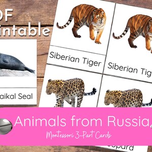 May include: Printable Montessori 3-part cards featuring images of animals from Russia. The cards include a Siberian tiger, a leopard, and a Baikal seal.