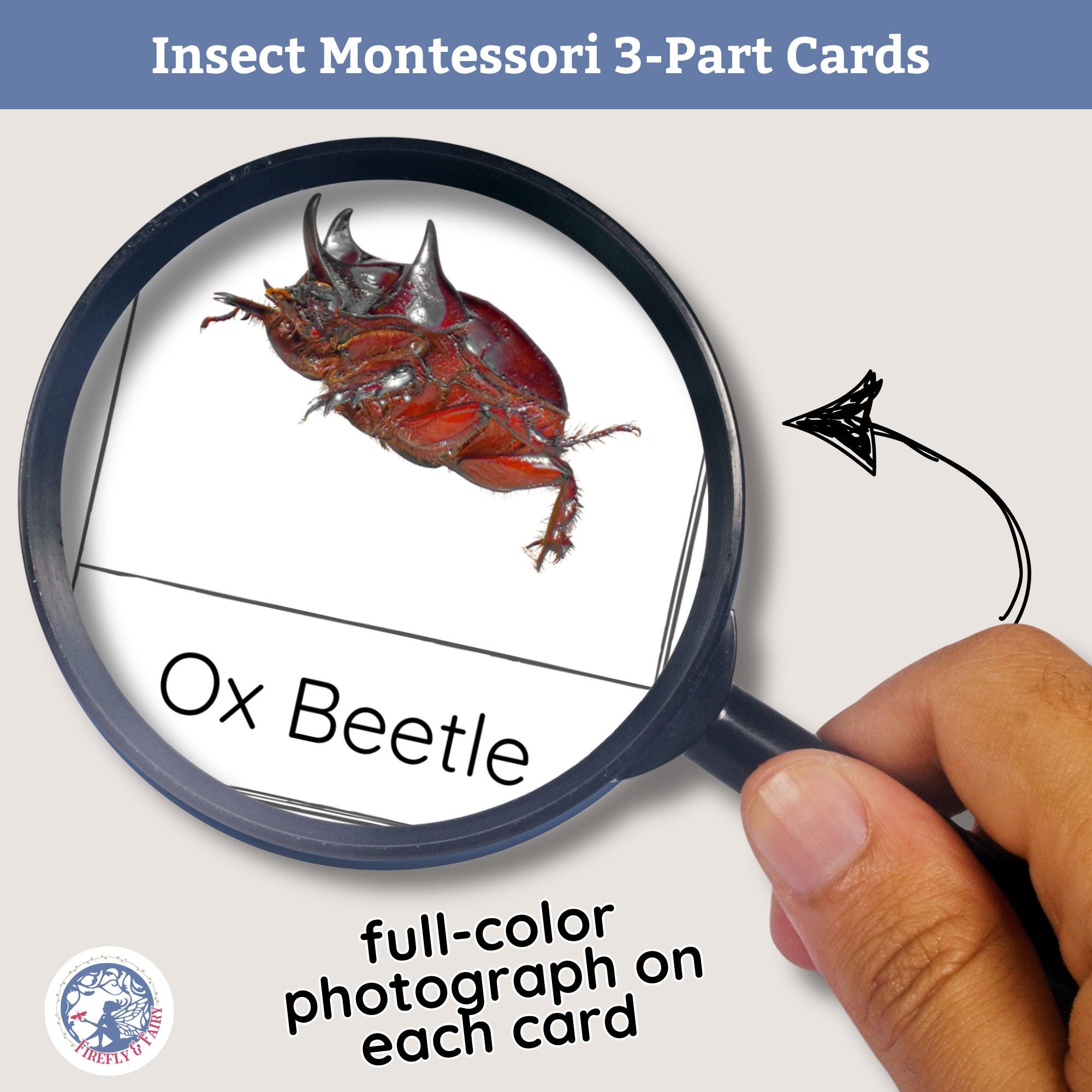 Insect Montessori Science 3-part Cards, Bug Flash Cards, Printable ...