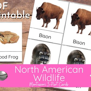 Carte Montessori in 3 parti sulla fauna selvatica nordamericana Attività con flash card Scienza degli animali Toob Attività di apprendimento pratico e indipendente