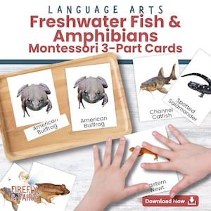 May include: Montessori 3-part cards for language arts, featuring freshwater fish and amphibians. The cards include images of an American bullfrog, channel catfish, spotted salamander, and eastern newt. The cards are displayed on a wooden tray.