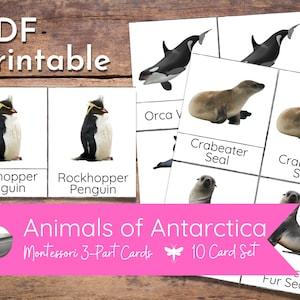 Animais da Antártica Montessori Nomenclatura Cartões de 3 partes Ciência Geografia Toob