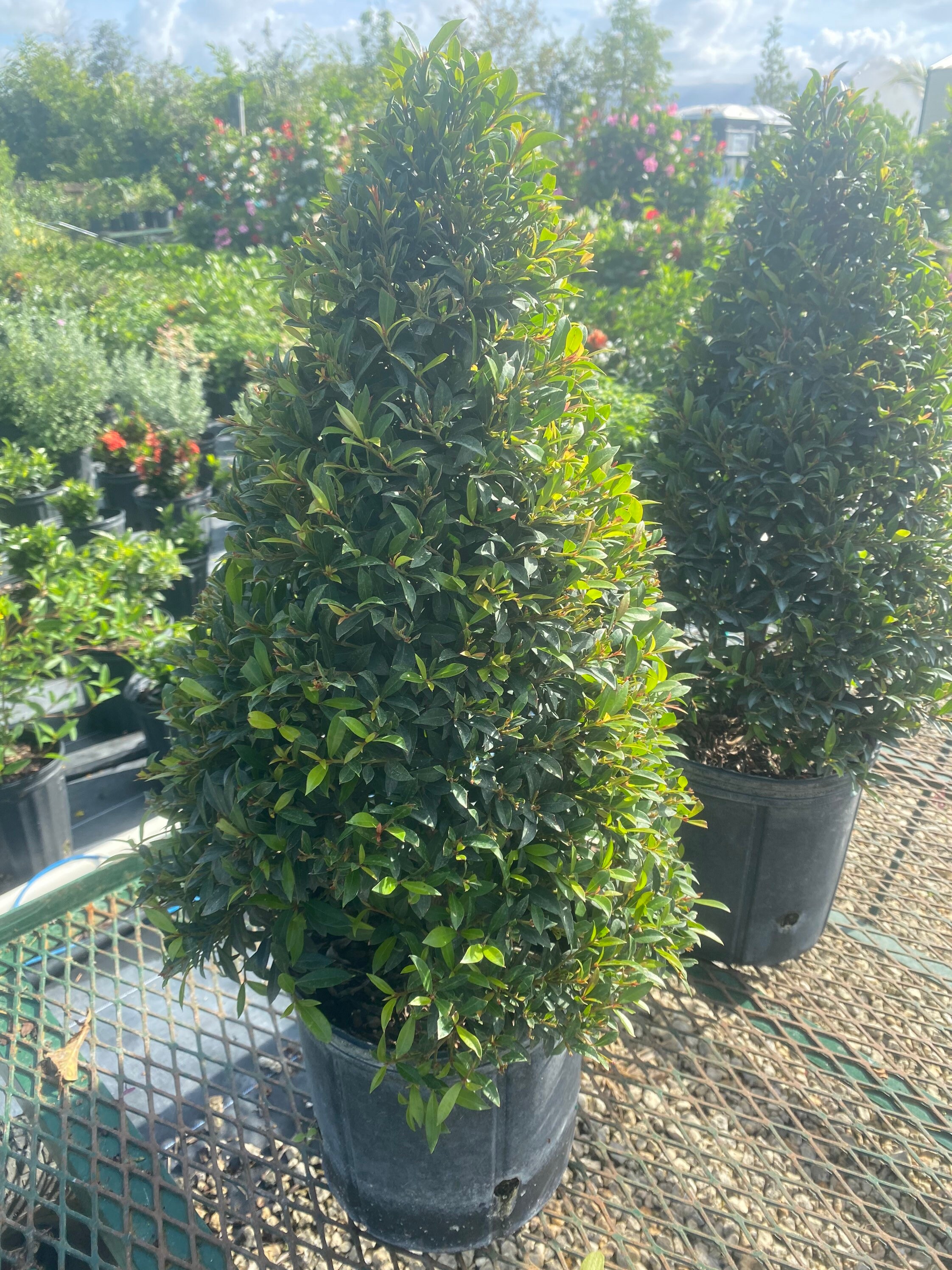 2 Eugenia Myrtifolia Topiary Cone shape 10 inch pot. | Etsy