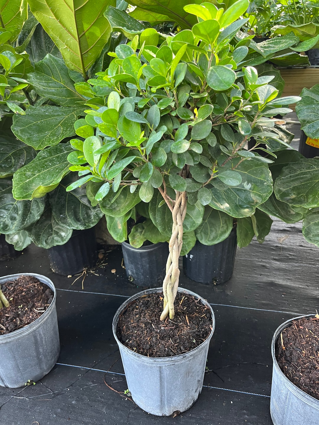 Ficus Braided Maclome Standard Braided Trunk 10 Inch Pot Etsy