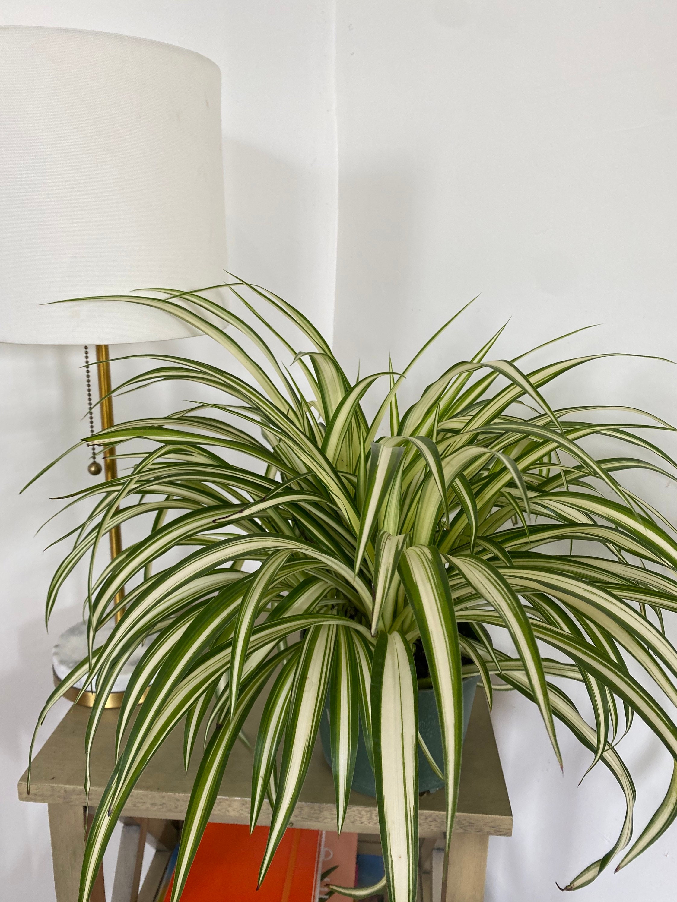 Chlorophytum comosum, Variegated Spider Plant