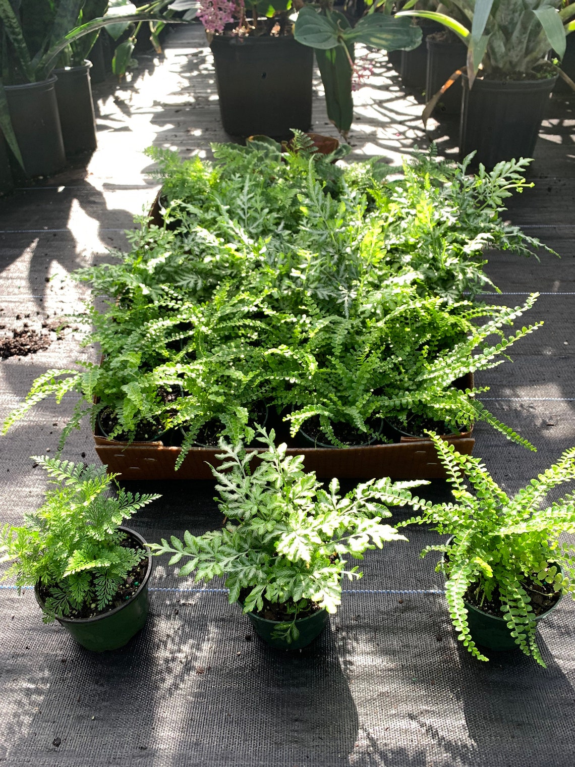 BULK of 30 Premium Assorted Mix of Ferns 4 Inch Pot. Etsy