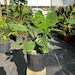 Monstera Deliciosa 10” inch pot 