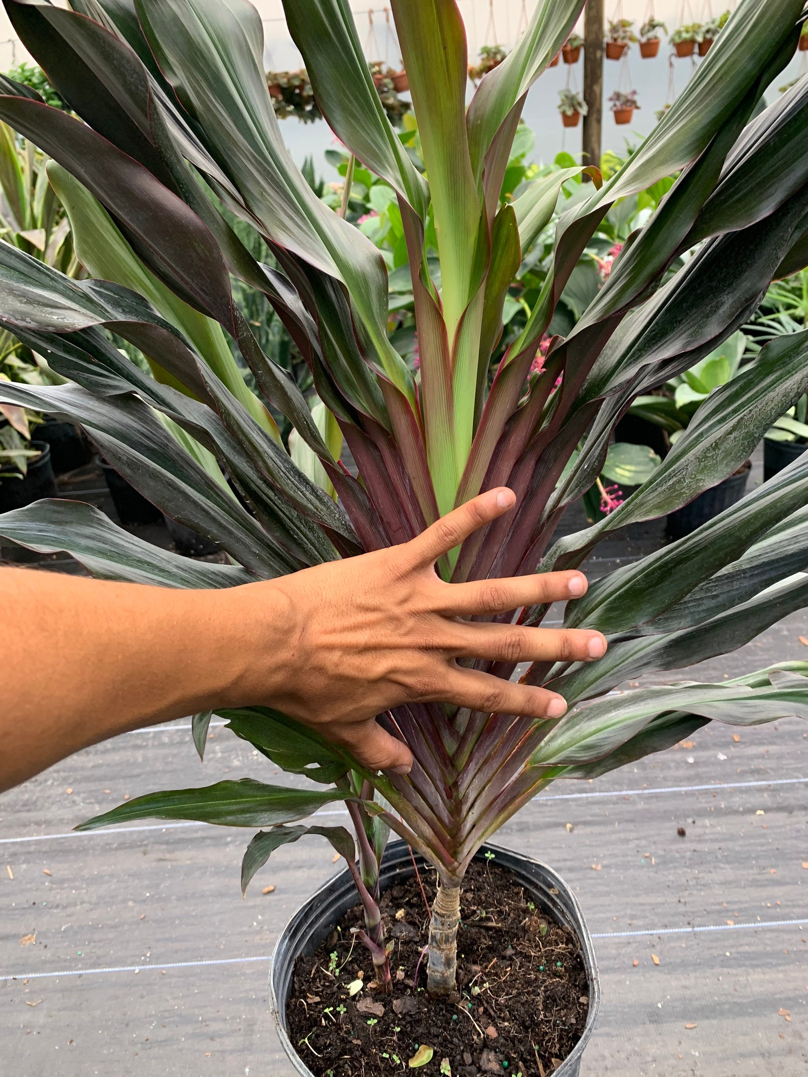Cordyline fruticosa Singapore Twist 10 inch pot | Etsy
