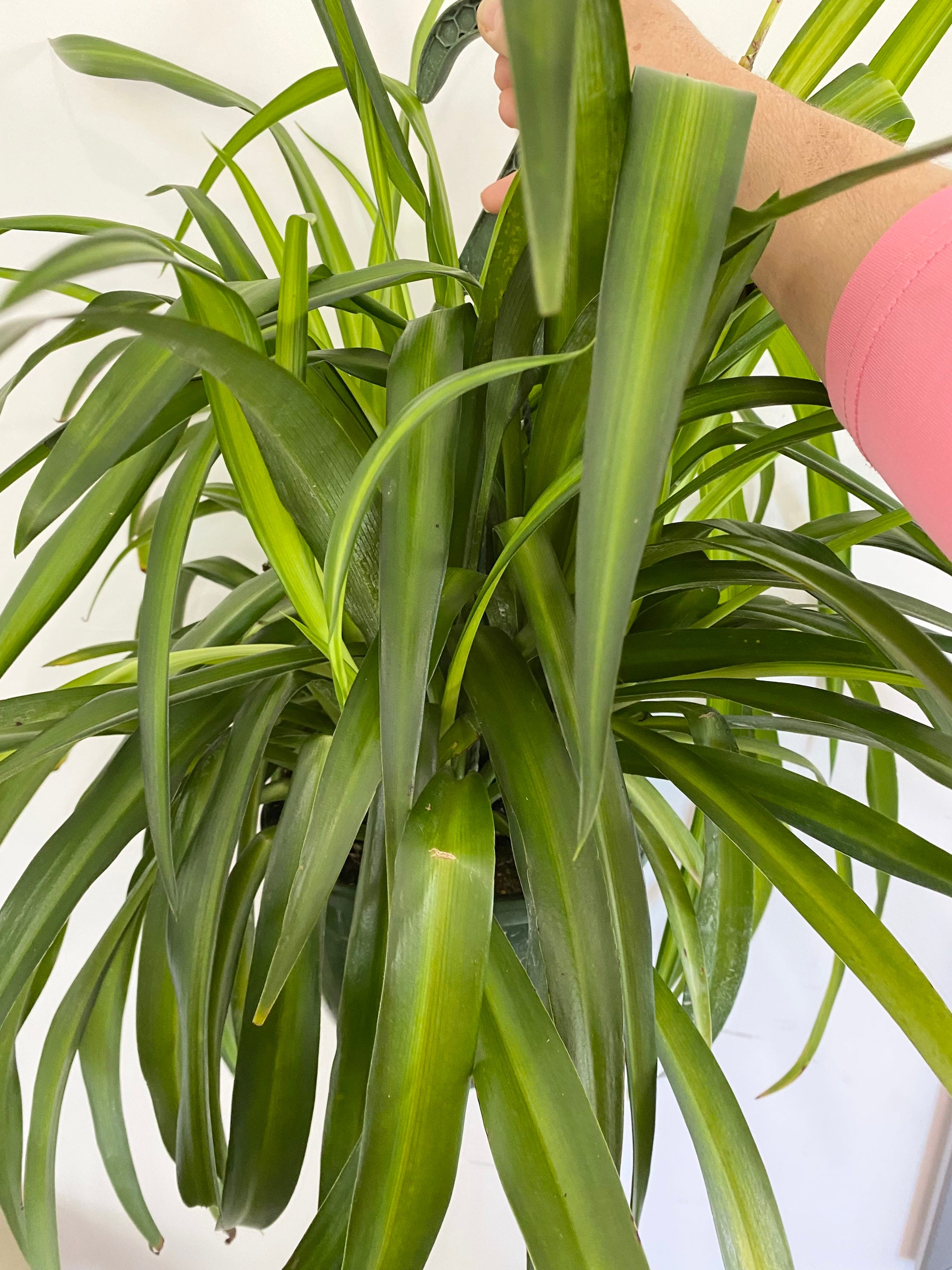 Spider plant, Chlorophytum comosum – Wisconsin Horticulture