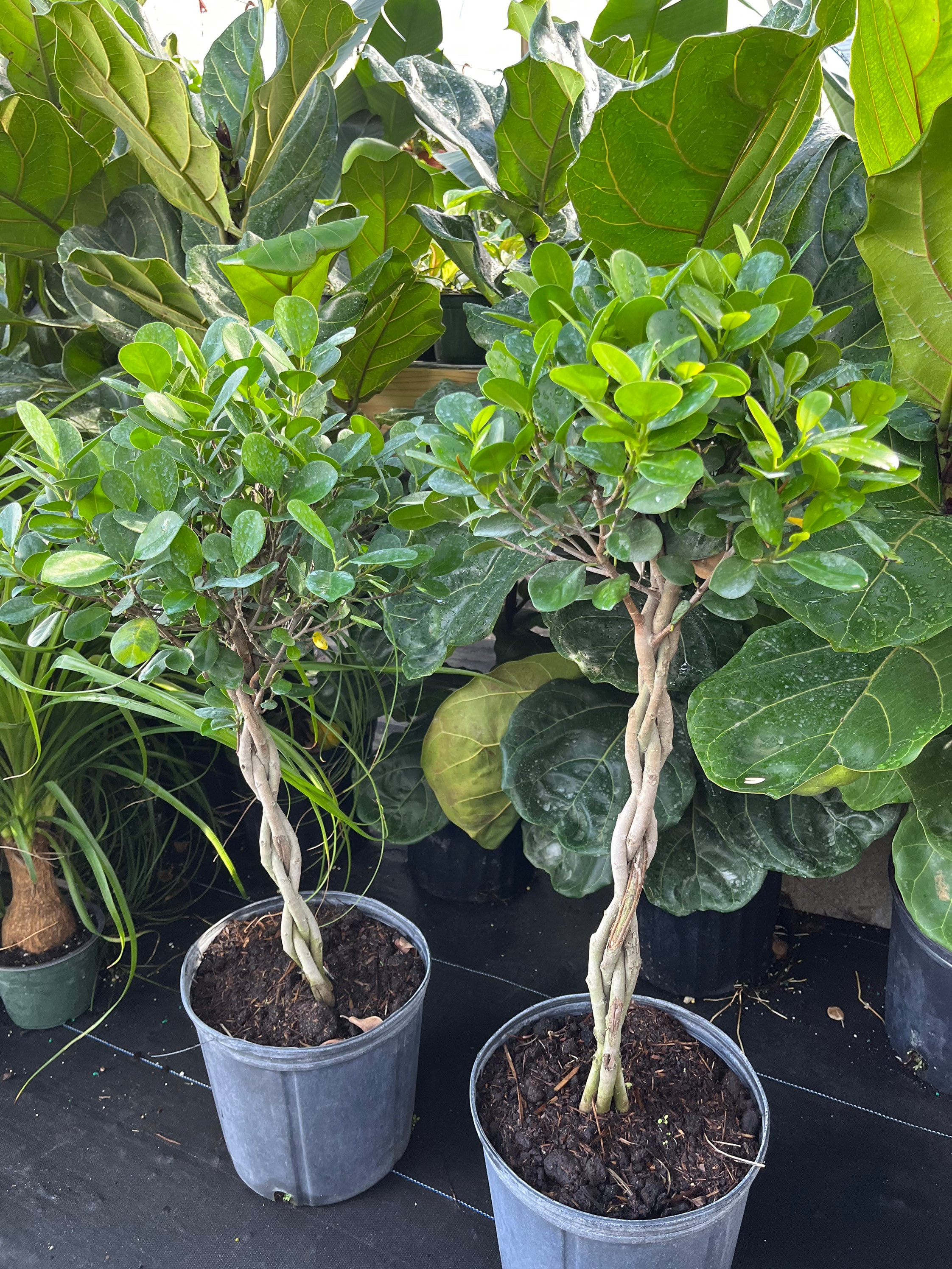 Ficus Braided Maclome Standard Braided Trunk 10 Inch Pot Etsy