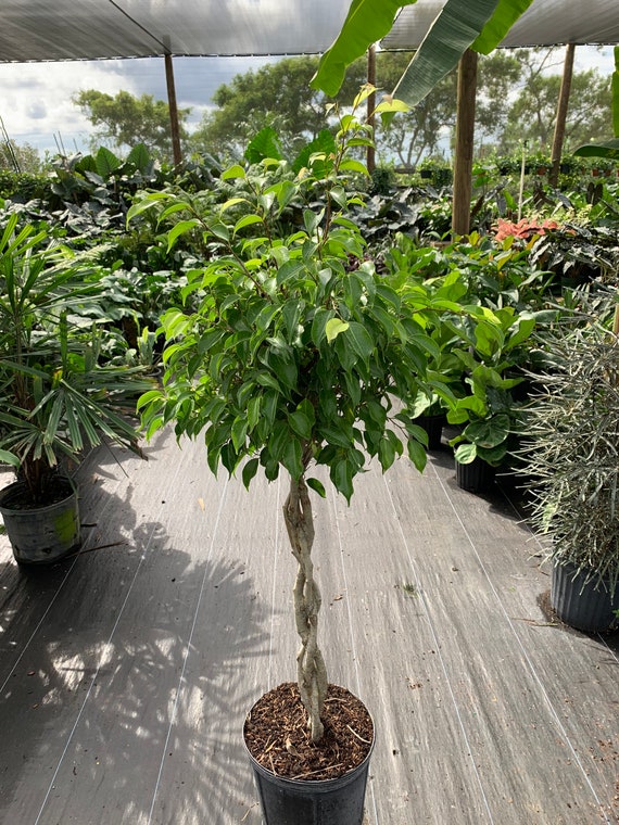 Ficus benjamina Braided Trunk 10 Inch Pot Etsy